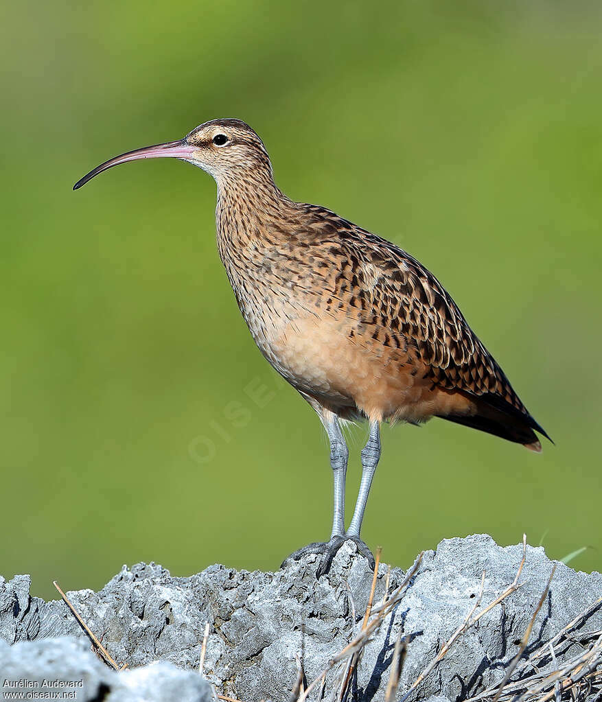 Bristle-thighed Curlew