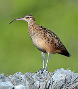 Bristle-thighed Curlew