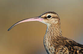 Bristle-thighed Curlew