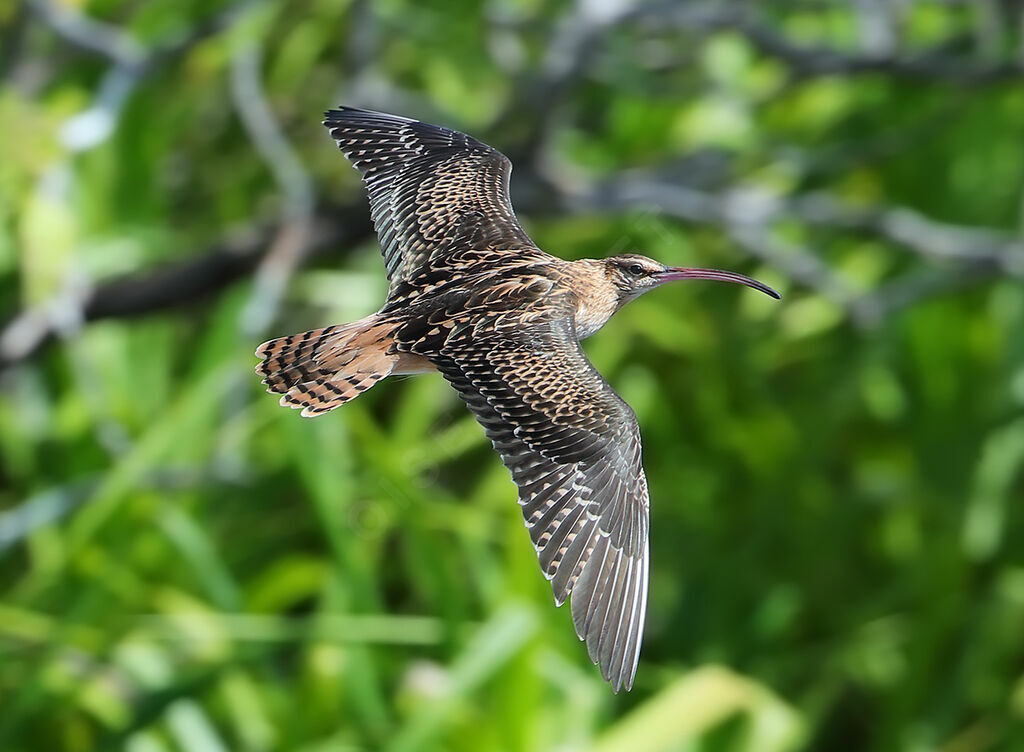 Bristle-thighed Curlew