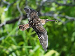 Bristle-thighed Curlew