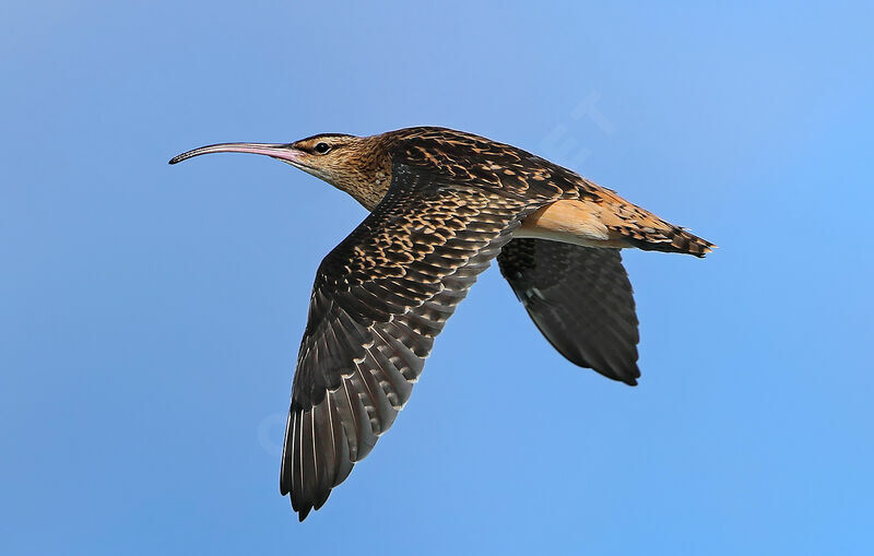 Bristle-thighed Curlew, Flight