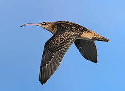 Bristle-thighed Curlew