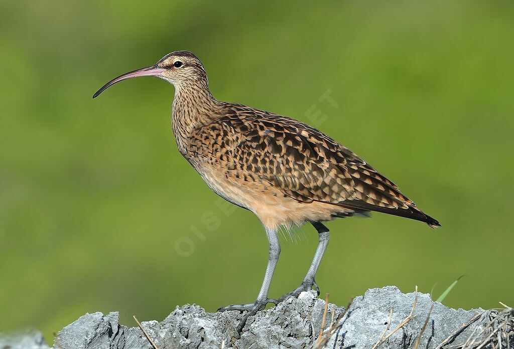 Courlis d'Alaska, identification