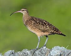 Bristle-thighed Curlew