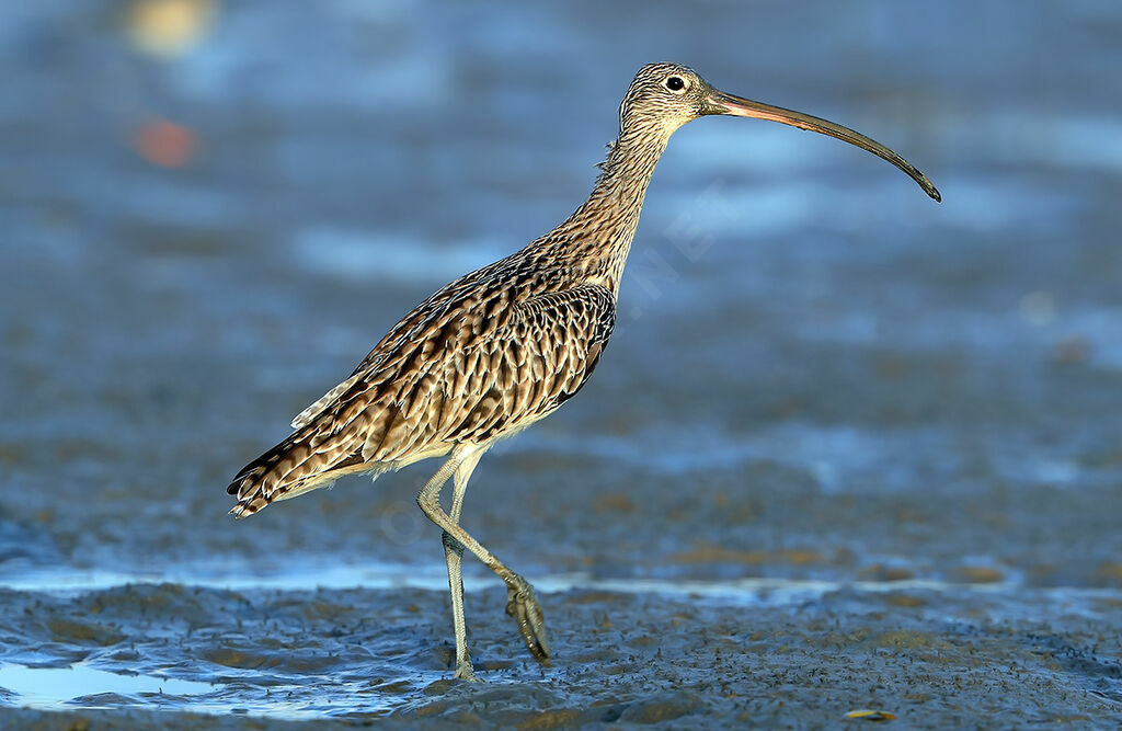 Far Eastern Curlew, identification