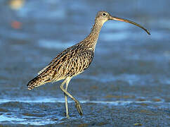 Far Eastern Curlew