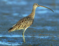 Far Eastern Curlew