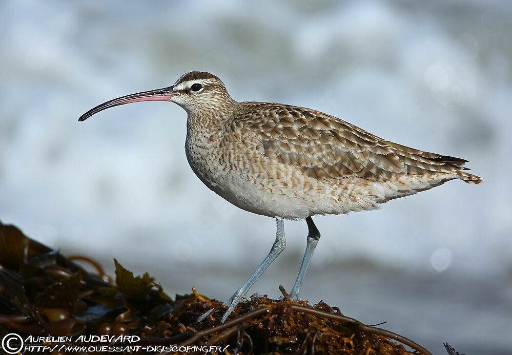 Hudsonian Whimbrel