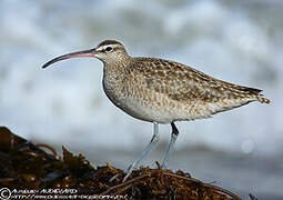 Hudsonian Whimbrel