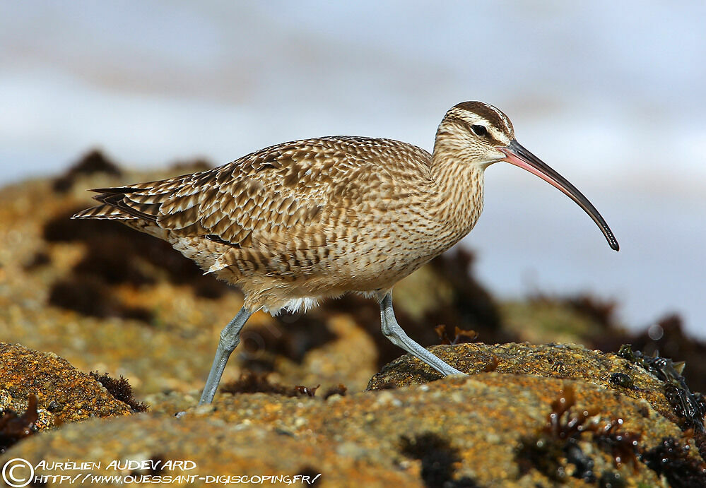 Hudsonian Whimbrel