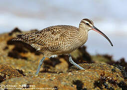 Hudsonian Whimbrel