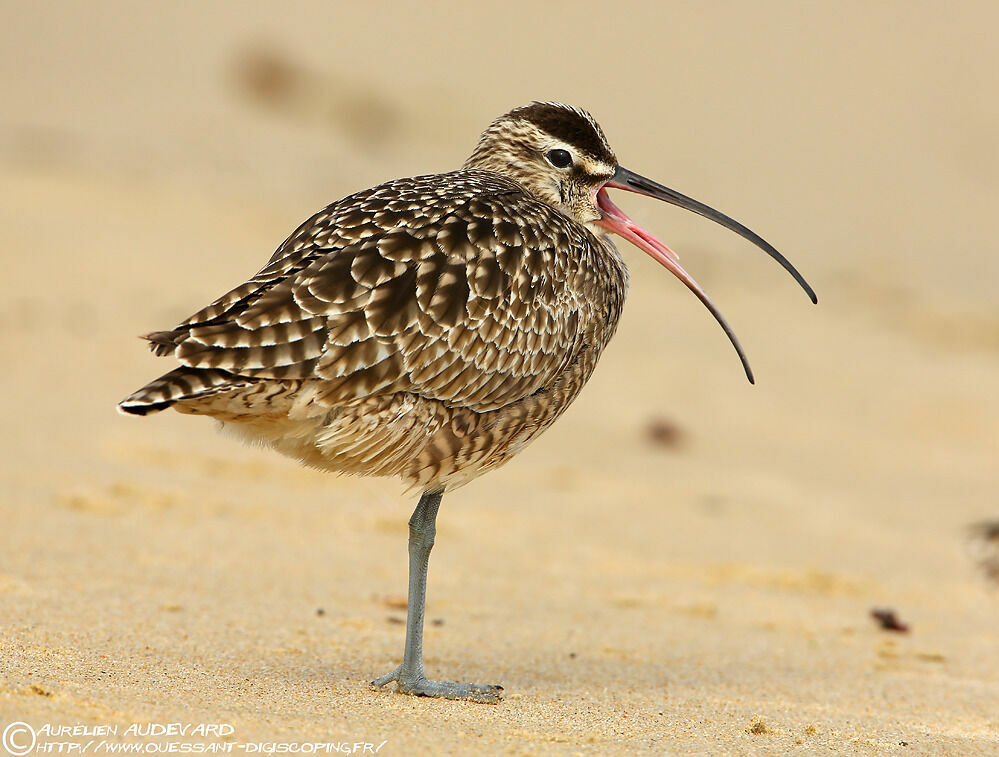 Hudsonian Whimbrel