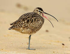 Hudsonian Whimbrel