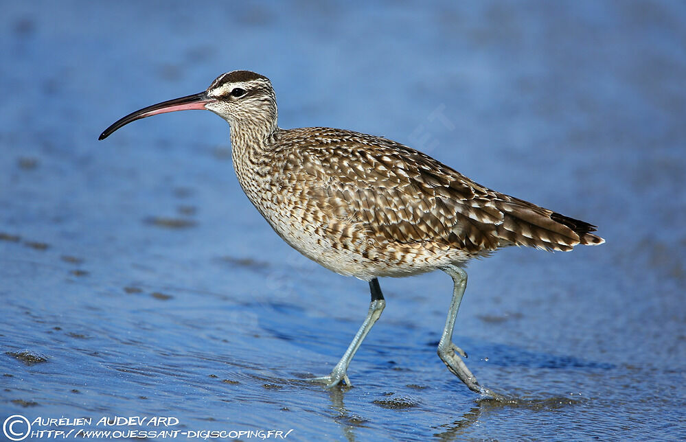 Hudsonian Whimbrel