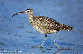 Hudsonian Whimbrel