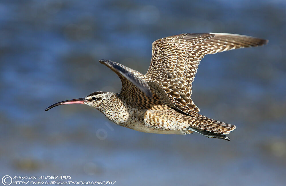 Hudsonian Whimbrel, Flight