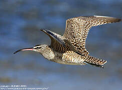 Hudsonian Whimbrel