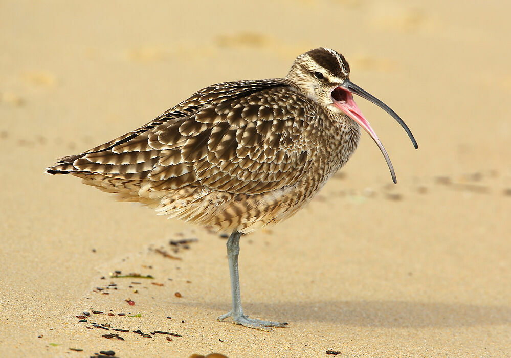 Hudsonian WhimbrelFirst year, identification