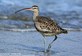 Hudsonian Whimbrel