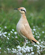 Cream-colored Courser