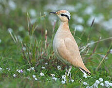 Cream-colored Courser