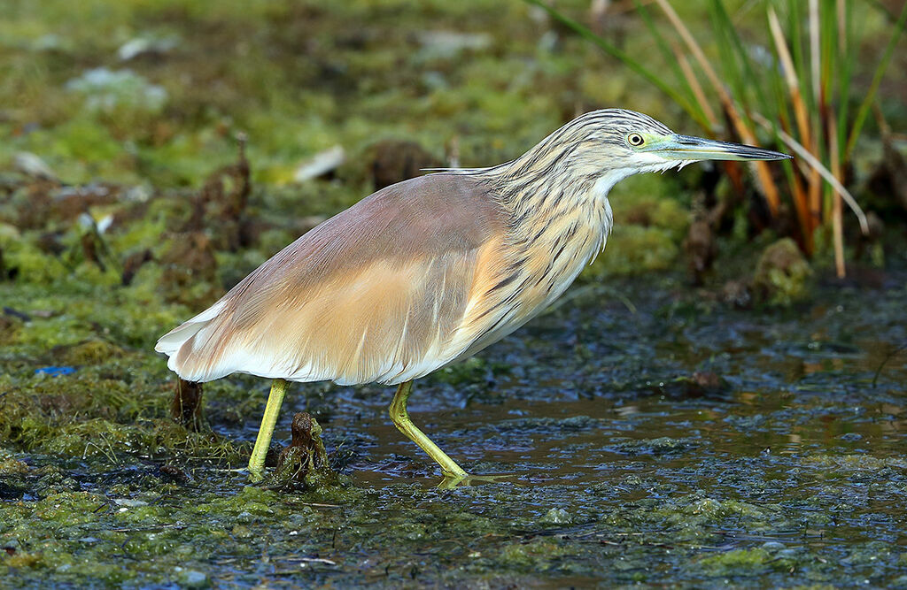 Crabier cheveluadulte