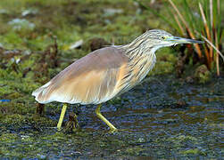 Squacco Heron