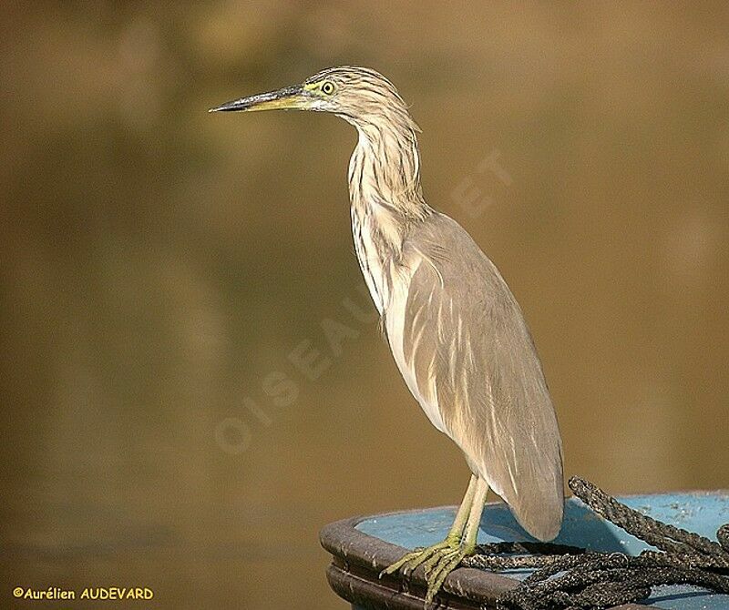 Squacco Heron