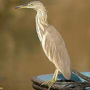 Squacco Heron