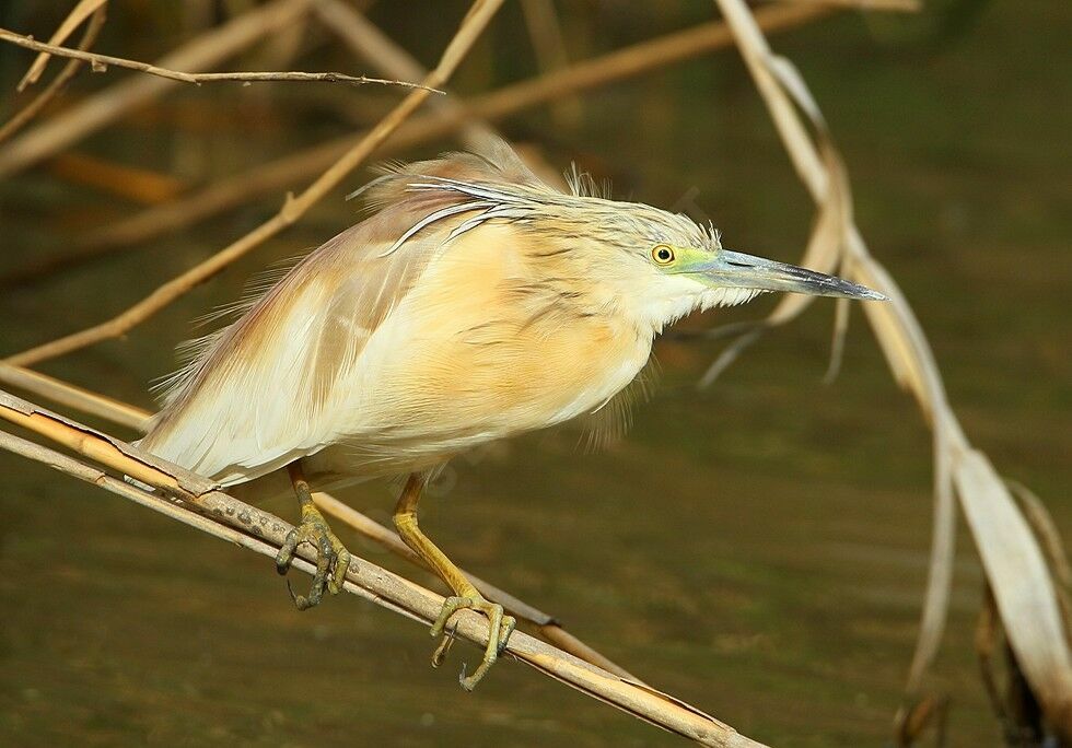 Squacco Heronadult breeding