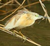 Squacco Heron