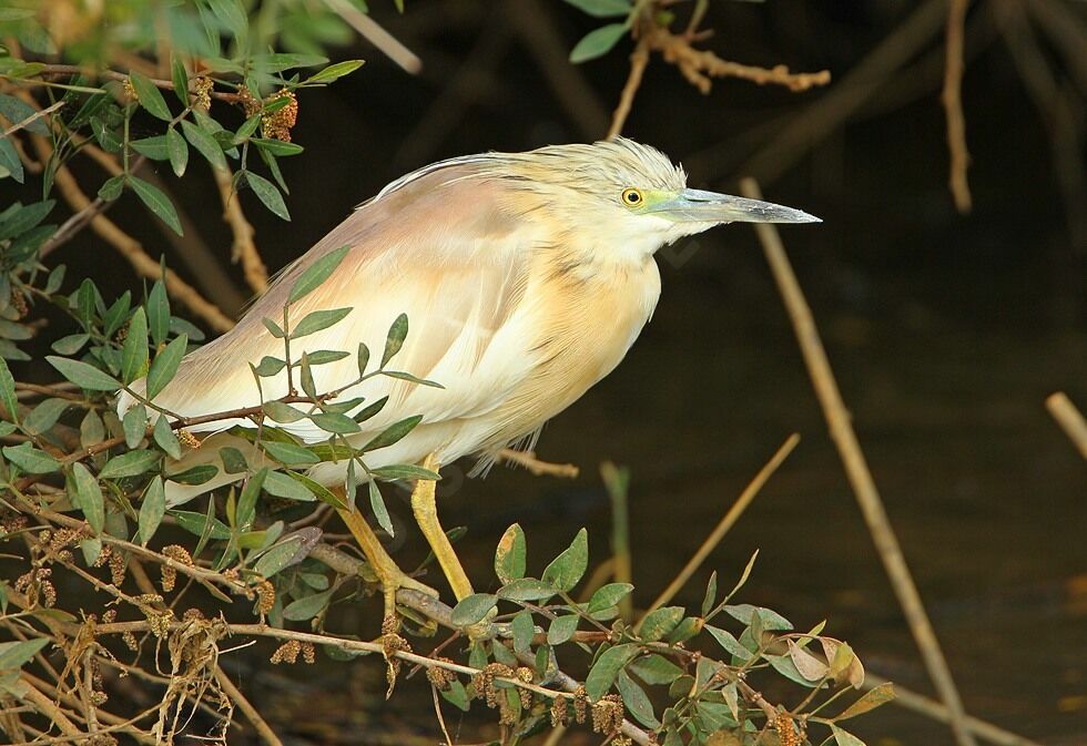 Squacco Heronadult breeding