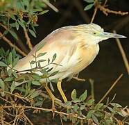 Squacco Heron