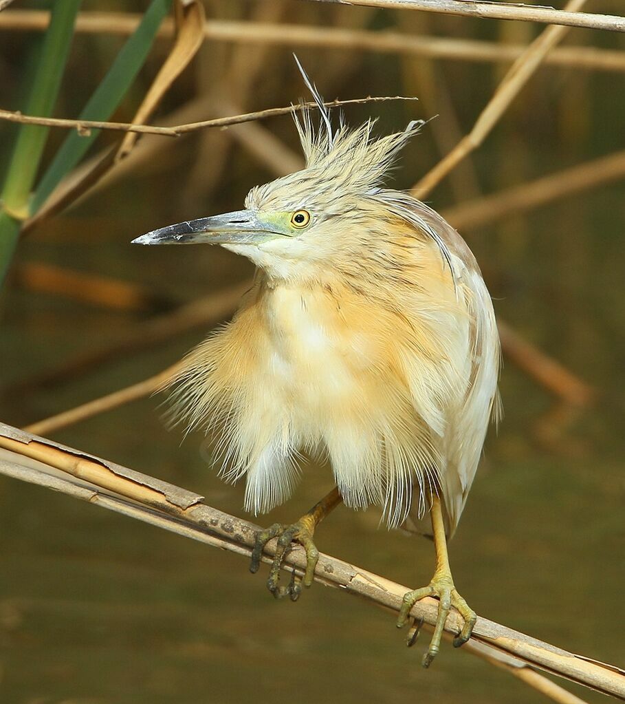 Squacco Heronadult breeding