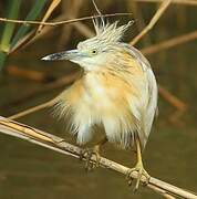 Squacco Heron