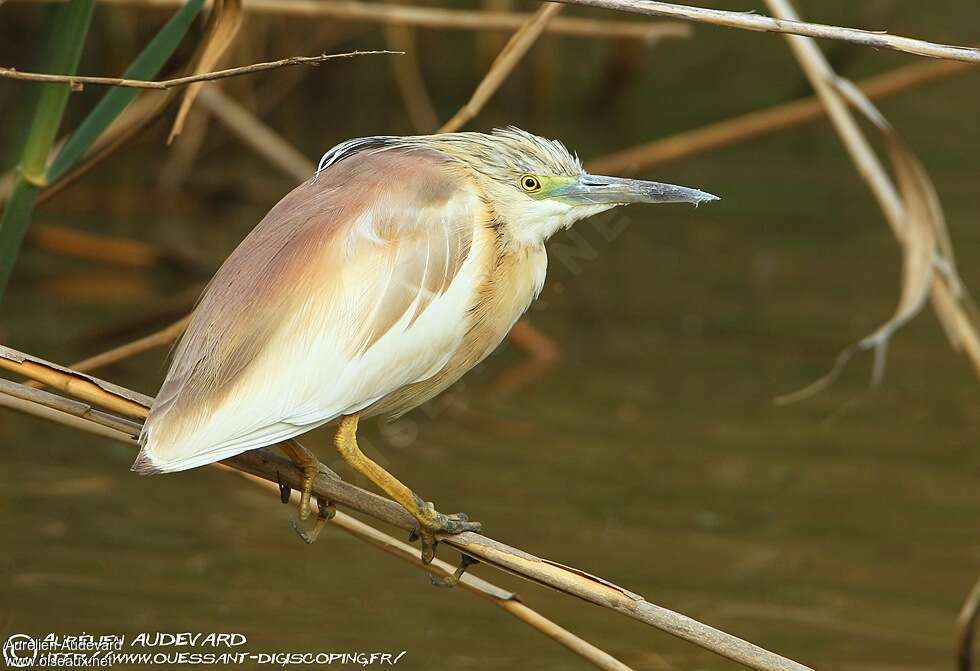 Squacco Heronadult breeding, pigmentation