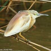 Squacco Heron