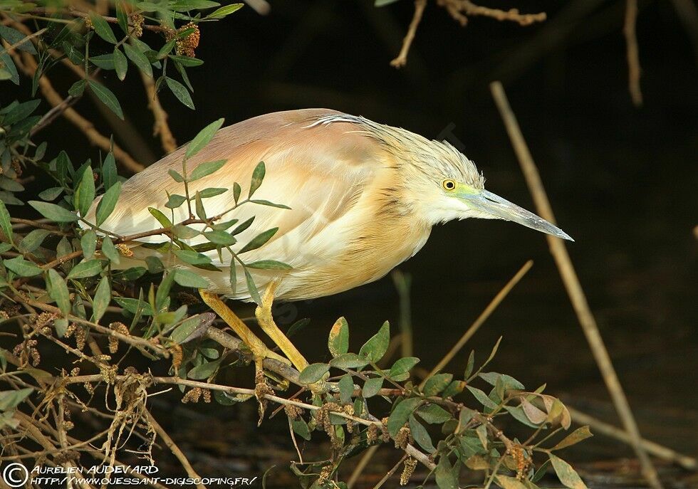 Squacco Heron