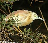 Squacco Heron