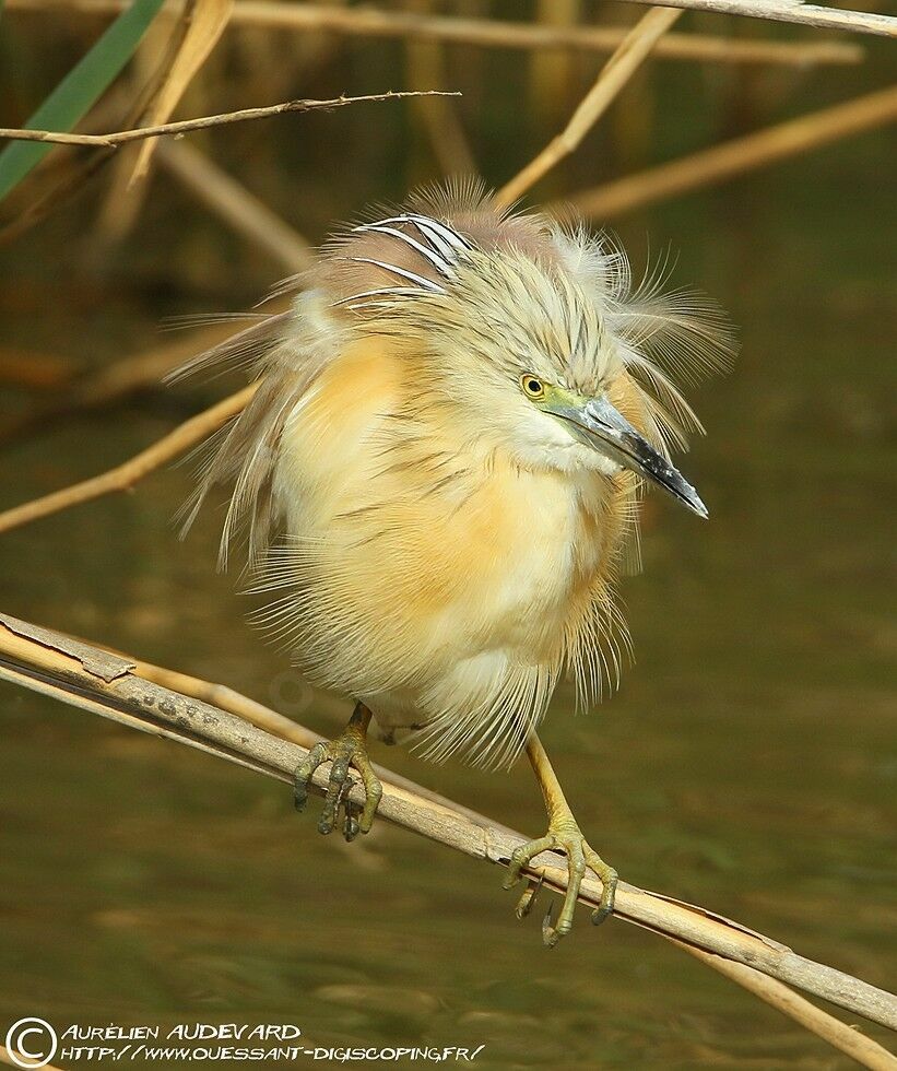 Squacco Heron