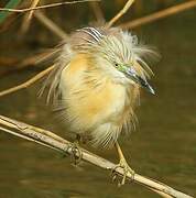 Squacco Heron