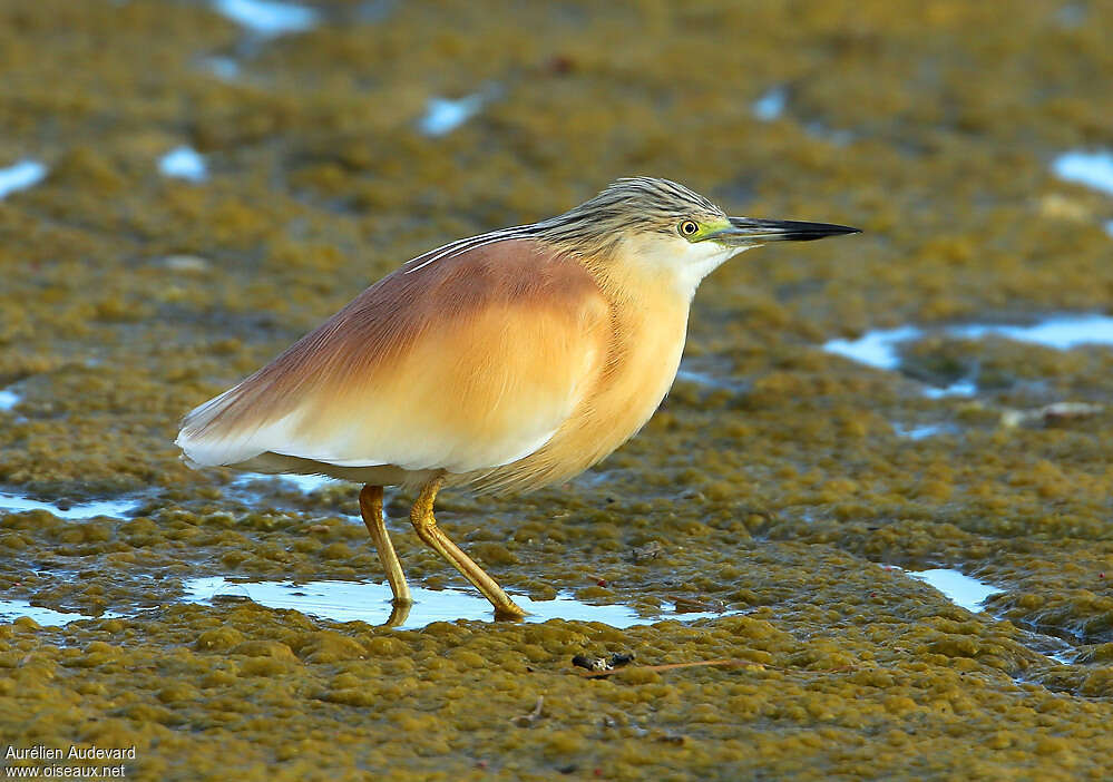 Squacco Heronadult breeding, identification, walking