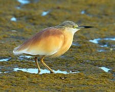 Squacco Heron