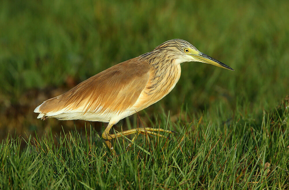 Squacco Heron