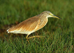 Squacco Heron