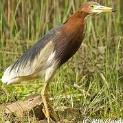 Chinese Pond Heron