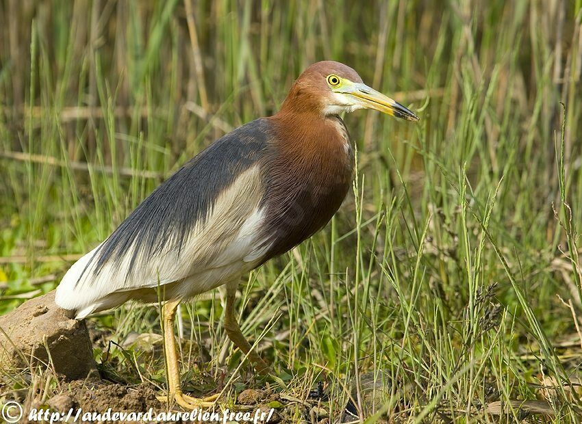 Chinese Pond Heron