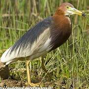 Chinese Pond Heron