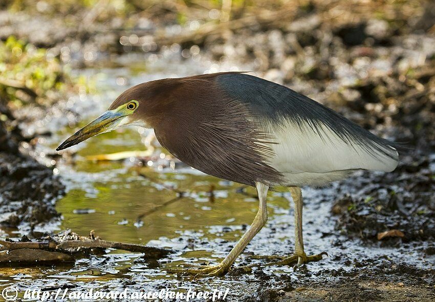 Chinese Pond Heronadult breeding